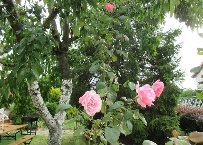 Les Roses De Rita Проживание в семье
