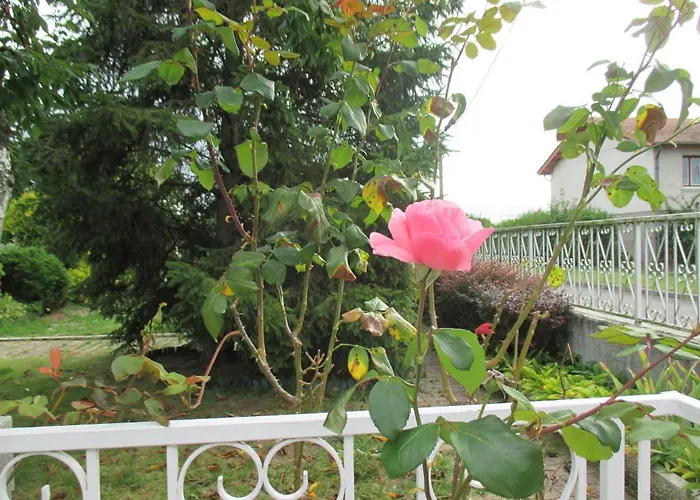 Les Roses De Rita